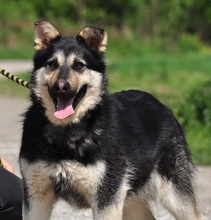 TEUSKO, Hund, Mischlingshund in Slowakische Republik - Bild 15