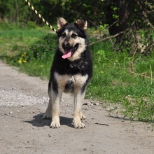 TEUSKO, Hund, Mischlingshund in Slowakische Republik - Bild 16