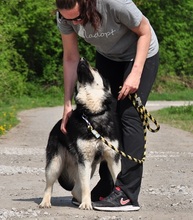 TEUSKO, Hund, Mischlingshund in Slowakische Republik - Bild 18