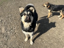 TEUSKO, Hund, Mischlingshund in Slowakische Republik - Bild 20