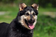 TEUSKO, Hund, Mischlingshund in Slowakische Republik - Bild 4