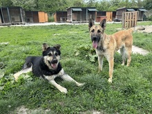 TEUSKO, Hund, Mischlingshund in Slowakische Republik - Bild 5