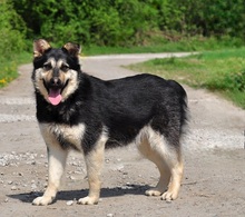 TEUSKO, Hund, Mischlingshund in Slowakische Republik - Bild 6