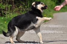 TEUSKO, Hund, Mischlingshund in Slowakische Republik - Bild 7