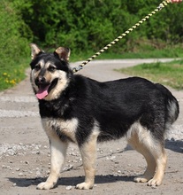 TEUSKO, Hund, Mischlingshund in Slowakische Republik - Bild 8