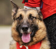 SERONA, Hund, Deutscher Schäferhund-Mix in Slowakische Republik - Bild 1