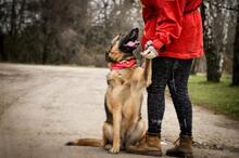 SERONA, Hund, Deutscher Schäferhund-Mix in Slowakische Republik - Bild 10