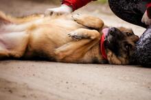 SERONA, Hund, Deutscher Schäferhund-Mix in Slowakische Republik - Bild 12