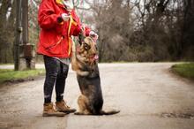 SERONA, Hund, Deutscher Schäferhund-Mix in Slowakische Republik - Bild 13