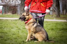 SERONA, Hund, Deutscher Schäferhund-Mix in Slowakische Republik - Bild 2