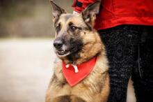 SERONA, Hund, Deutscher Schäferhund-Mix in Slowakische Republik - Bild 3