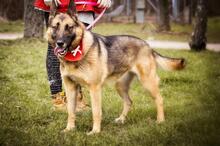 SERONA, Hund, Deutscher Schäferhund-Mix in Slowakische Republik - Bild 4