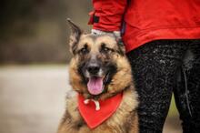 SERONA, Hund, Deutscher Schäferhund-Mix in Slowakische Republik - Bild 5