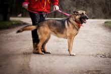 SERONA, Hund, Deutscher Schäferhund-Mix in Slowakische Republik - Bild 6