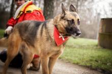 SERONA, Hund, Deutscher Schäferhund-Mix in Slowakische Republik - Bild 8