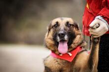 SERONA, Hund, Deutscher Schäferhund-Mix in Slowakische Republik - Bild 9