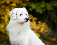 BUDDY, Hund, Mischlingshund in Weeze - Bild 1