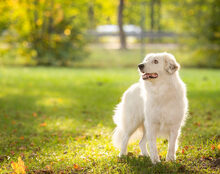 BUDDY, Hund, Mischlingshund in Weeze - Bild 3