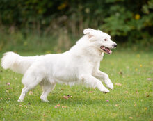 BUDDY, Hund, Mischlingshund in Weeze - Bild 4