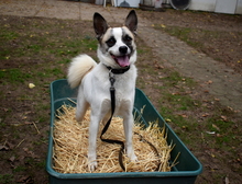 AMADOR, Hund, Mischlingshund in Ungarn - Bild 1