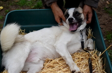 AMADOR, Hund, Mischlingshund in Ungarn - Bild 2