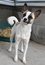 AMADOR, Hund, Mischlingshund in Ungarn - Bild 4