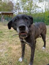 MAXI, Hund, Cane Corso-Boxer-Mix in Ungarn - Bild 1