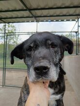 MAXI, Hund, Cane Corso-Boxer-Mix in Ungarn - Bild 2