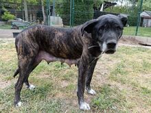 MAXI, Hund, Cane Corso-Boxer-Mix in Ungarn - Bild 3