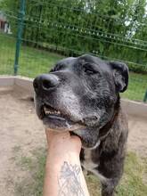 MAXI, Hund, Cane Corso-Boxer-Mix in Ungarn - Bild 4