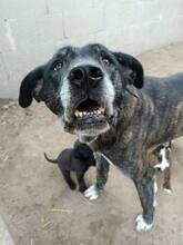 MAXI, Hund, Cane Corso-Boxer-Mix in Ungarn - Bild 5