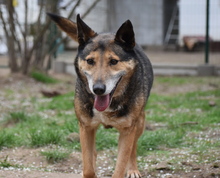 ARTUR, Hund, Mischlingshund in Ungarn - Bild 1