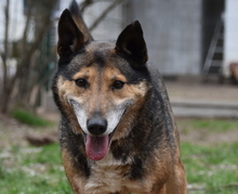 ARTUR, Hund, Mischlingshund in Ungarn - Bild 2