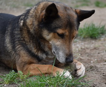 ARTUR, Hund, Mischlingshund in Ungarn - Bild 3