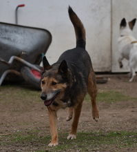 ARTUR, Hund, Mischlingshund in Ungarn - Bild 4