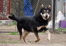 ZOKNI, Hund, Mischlingshund in Ungarn - Bild 3