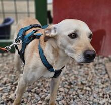 BUBU, Hund, Mischlingshund in Bonn - Bild 15