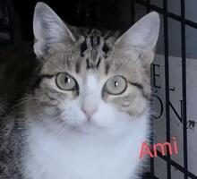 AMI, Katze, Europäisch Kurzhaar in Spanien