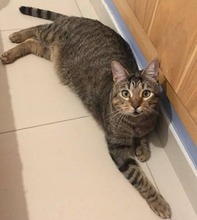 TOBY, Katze, Europäisch Kurzhaar in Spanien - Bild 1