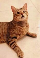 TOBY, Katze, Europäisch Kurzhaar in Spanien - Bild 2