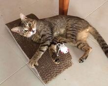 TOBY, Katze, Europäisch Kurzhaar in Spanien - Bild 3