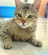 TOBY, Katze, Europäisch Kurzhaar in Spanien - Bild 4