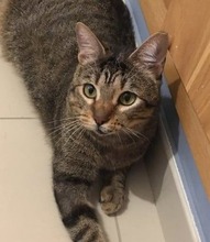 TOBY, Katze, Europäisch Kurzhaar in Spanien - Bild 5