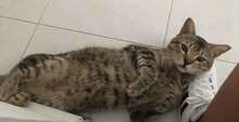 TOBY, Katze, Europäisch Kurzhaar in Spanien - Bild 6