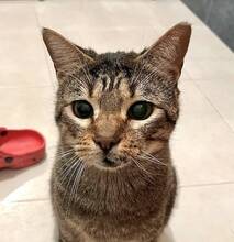 TOBY, Katze, Europäisch Kurzhaar in Spanien - Bild 7