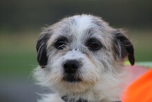 NITIKA, Hund, West Highland White Terrier-Mix in Lohra-Reimershausen