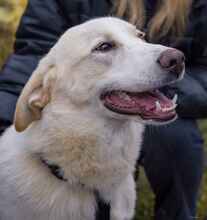 KIAN, Hund, Herdenschutzhund-Mix in Erkrath - Bild 12