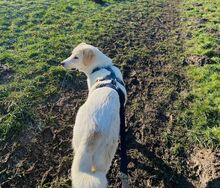 KIAN, Hund, Herdenschutzhund-Mix in Erkrath - Bild 16