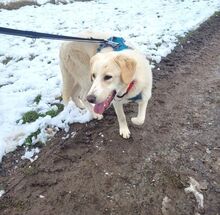 KIAN, Hund, Herdenschutzhund-Mix in Erkrath - Bild 18