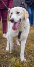 KIAN, Hund, Herdenschutzhund-Mix in Erkrath - Bild 2